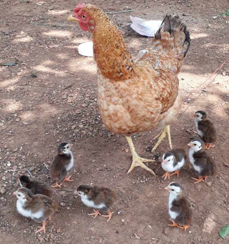 A hen with her chicks surrounding her